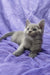 Gray Russian Blue kitten named Cliff lounging on a cozy purple blanket