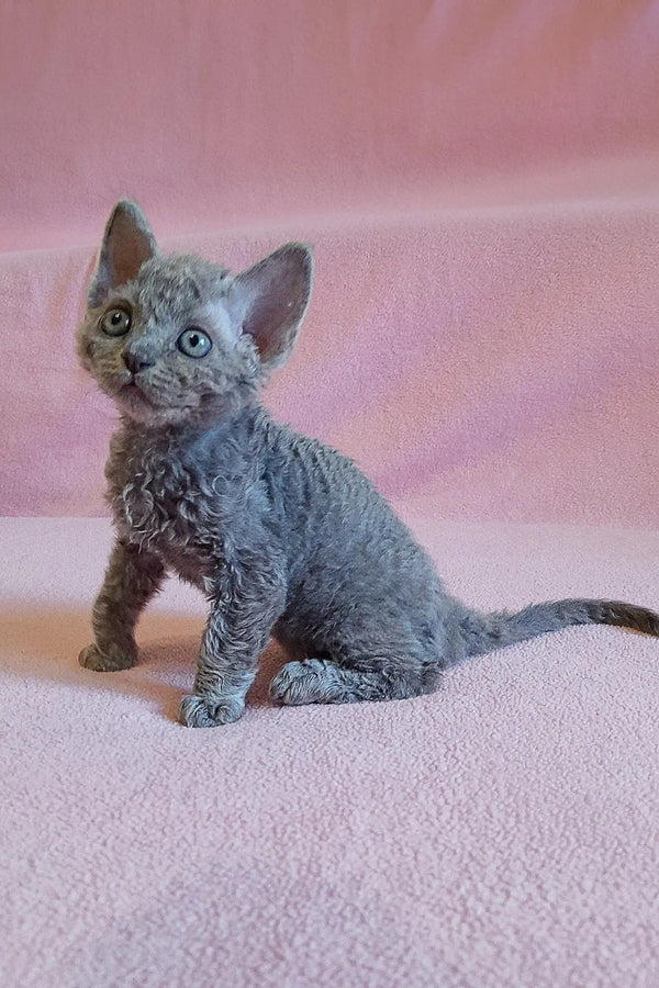 Adorable Gray Curly-Haired Kitten from Clio | Devon Rex Kitten Collection