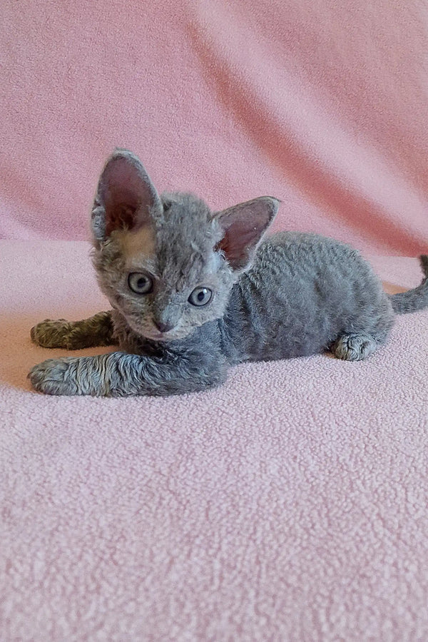 Gray curly-haired kitten from the Clio Devon Rex Kitten collection