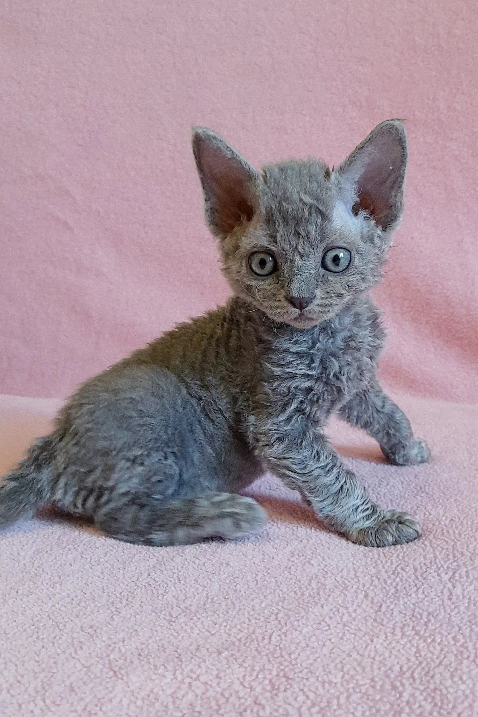 Rex Rescue Grey Rwi Adopt Clio the Loving Gray Devon Rex Kitten