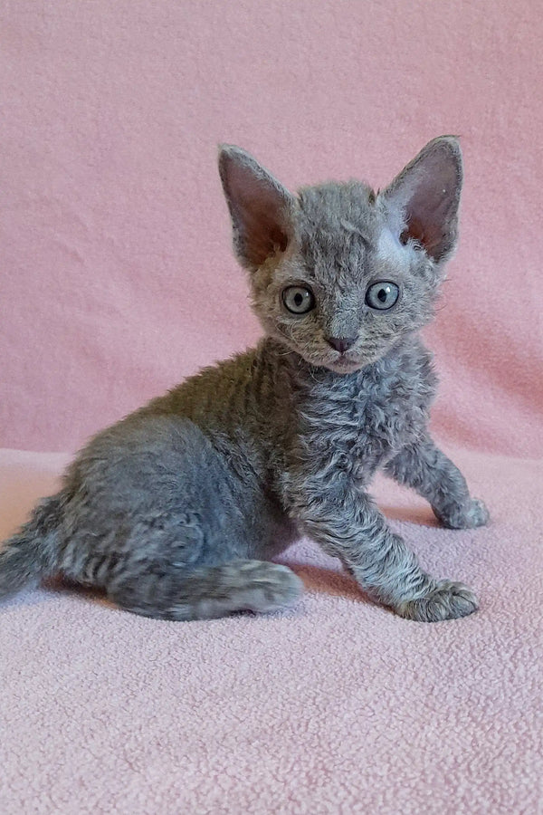 Gray curly-haired kitten Clio from the Devon Rex breed, super cute and playful