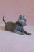 Gray curly-haired kitten named Clio from the Devon Rex breed looking adorable