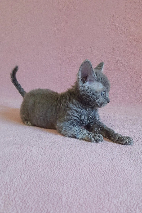 Gray curly-haired kitten named Clio from the Devon Rex breed looking adorable