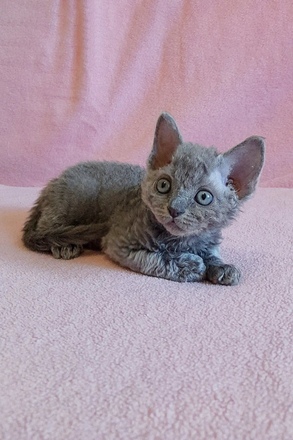 Gray curly-haired kitten named Clio from the Devon Rex breed is super adorable