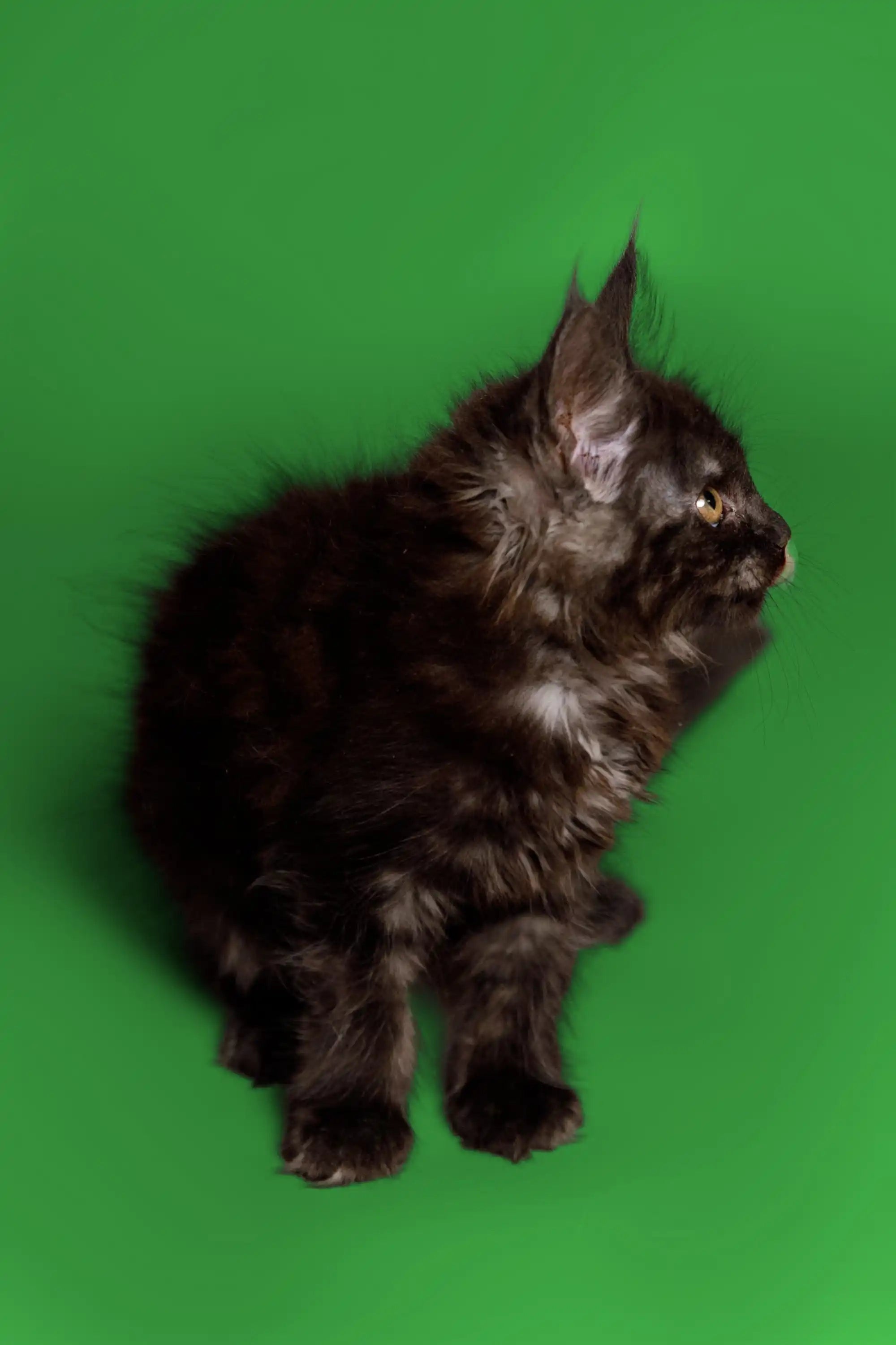 AVADA - Best Sellers Cloe | Maine Coon Kitten