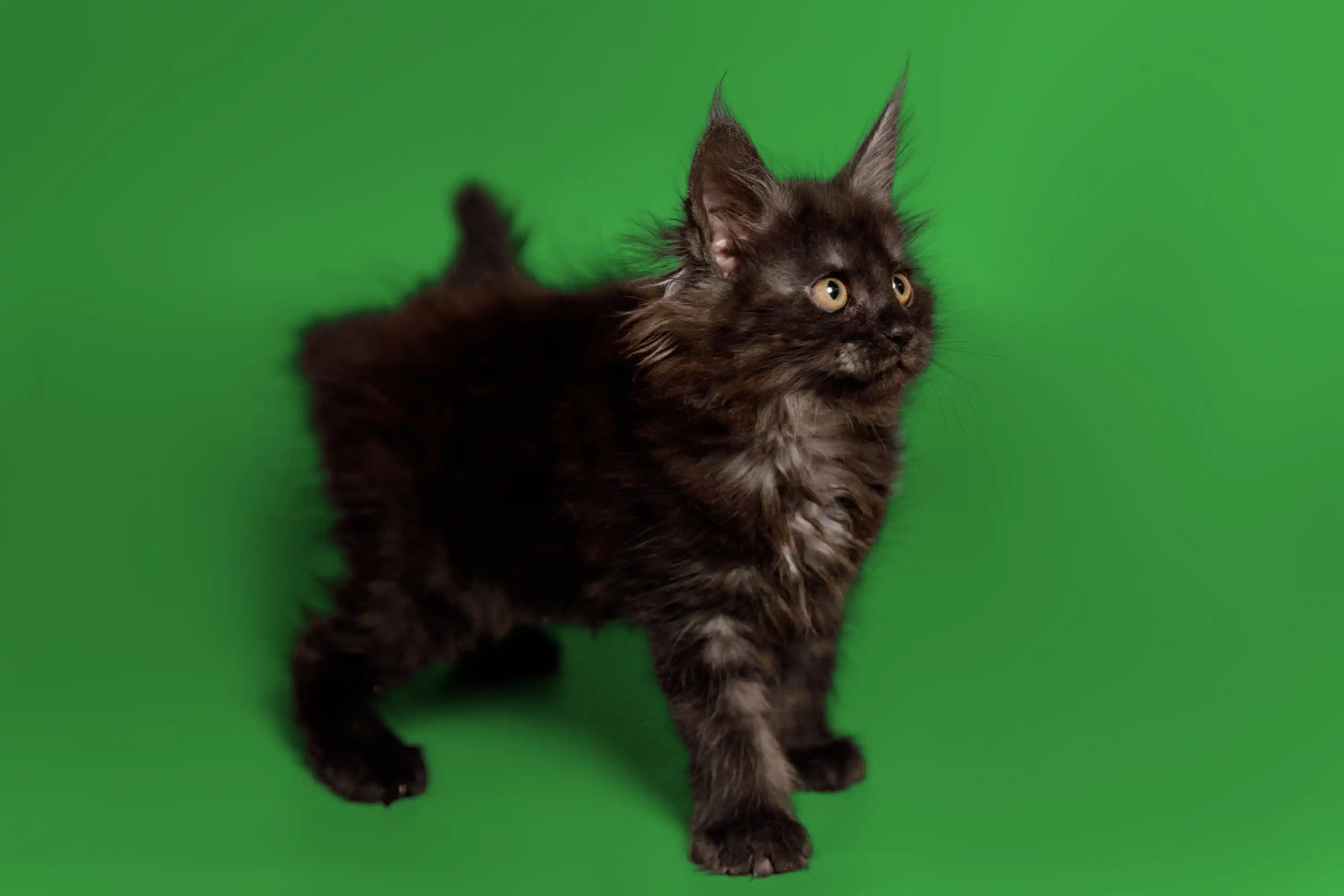 AVADA - Best Sellers Cloe | Maine Coon Kitten