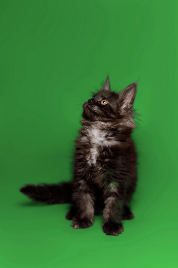 Fluffy black and white Maine Coon kitten sitting upright and looking attentively