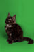 Black and white fluffy Maine Coon kitten named Cloe sitting upright, radiating love