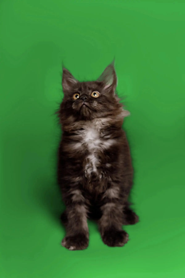 Fluffy Maine Coon kitten Cloe looking upward with an alert expression radiating love