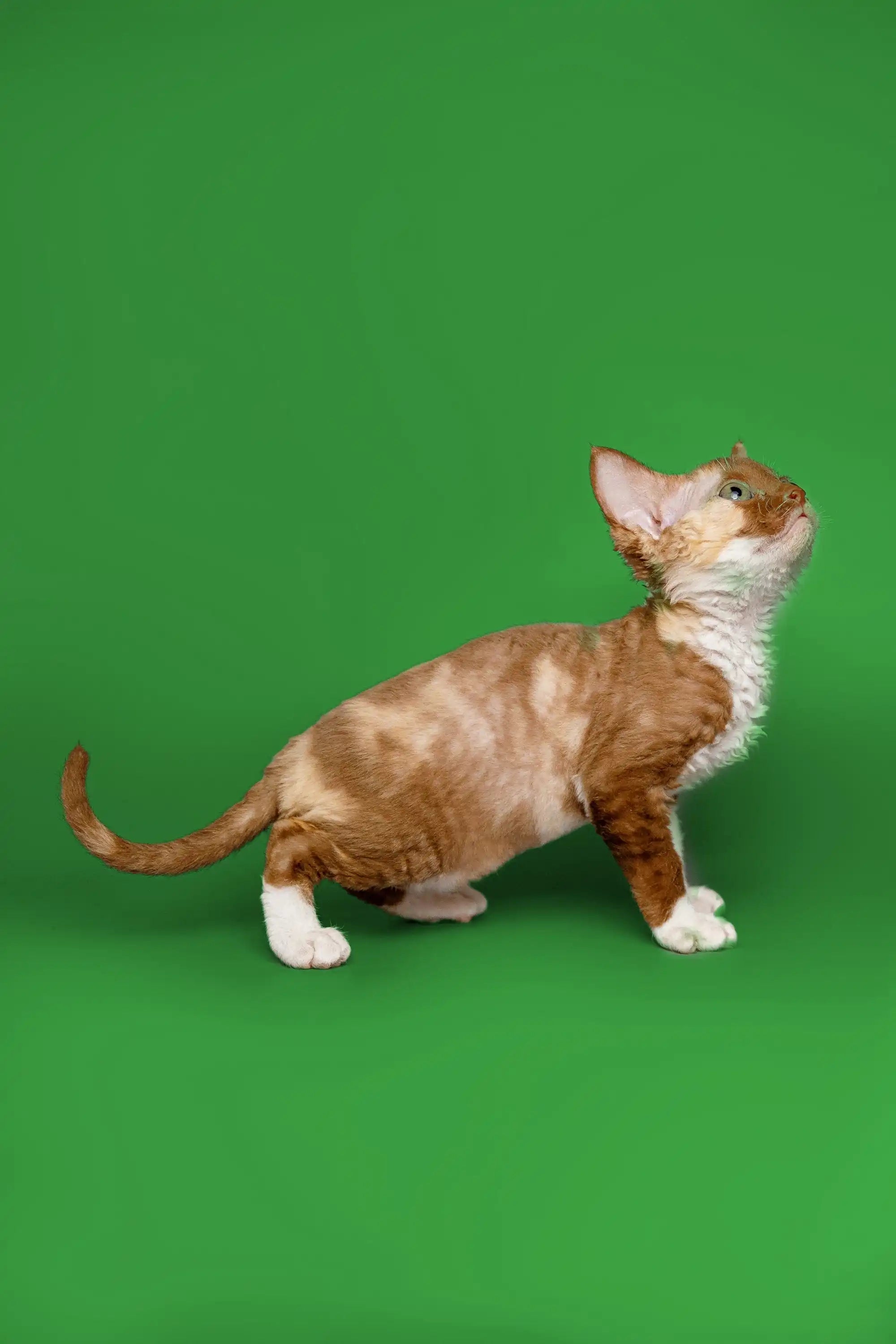 Devon Rex Kittens For Sale | Cat Coco | Kitten