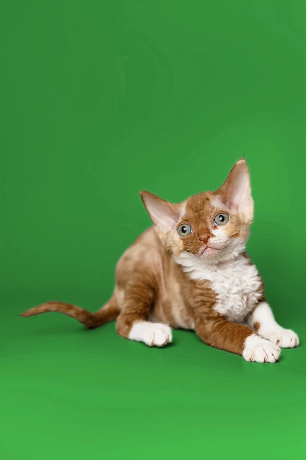 Ginger and white Devon Rex kitten with paws outstretched, looking adorable