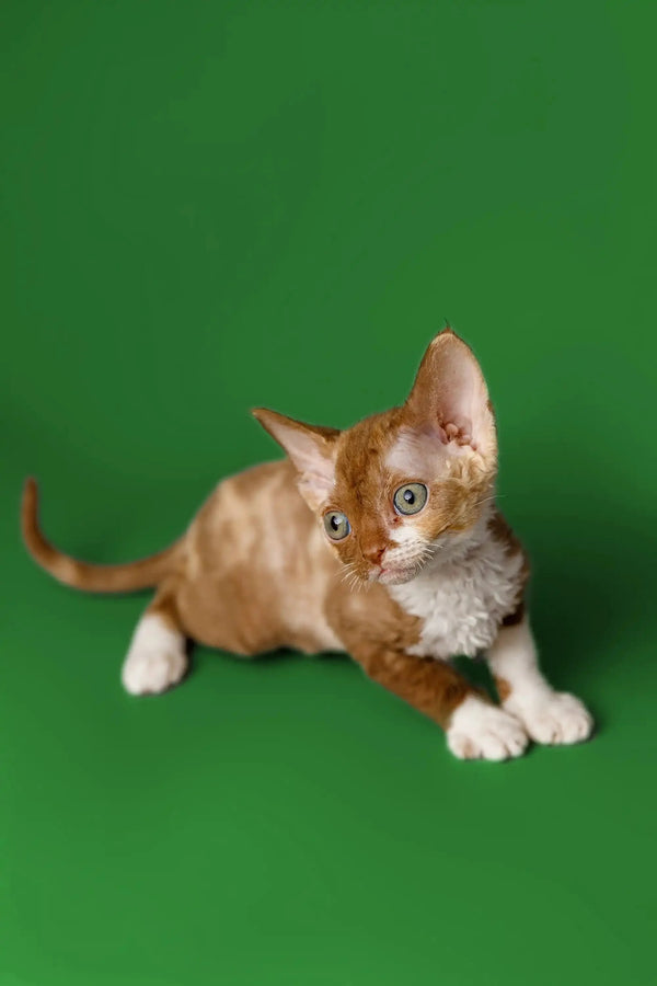 Adorable Ginger and White Devon Rex Kitten with Big Ears on a Green Background