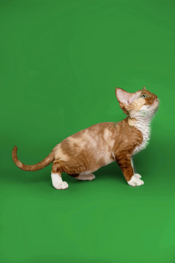 Cute Short-haired Devon Rex Kitten named Coco with brown and white fur in profile view