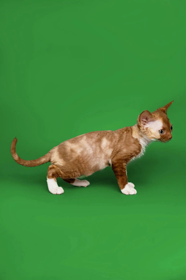 Hairless Devon Rex kitten Coco with brown patches and white paws on a green backdrop