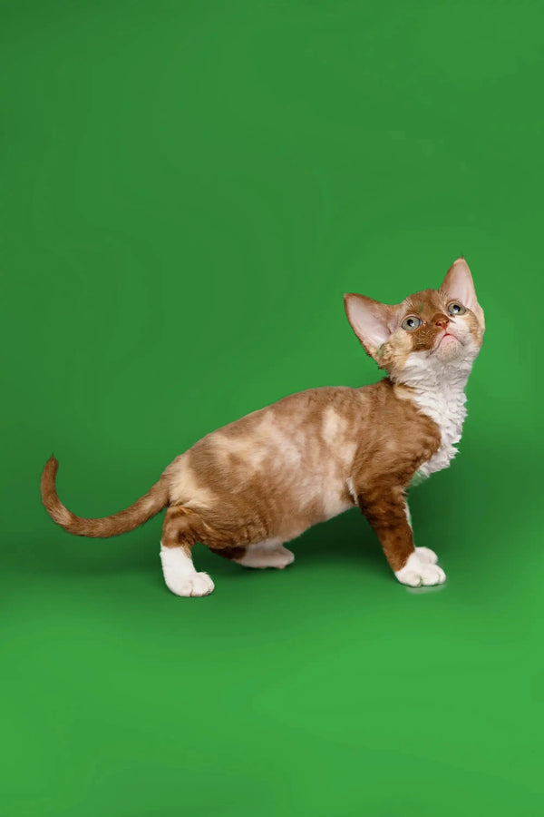 Short-haired Devon Rex kitten Coco with a brown and white coat on green backdrop