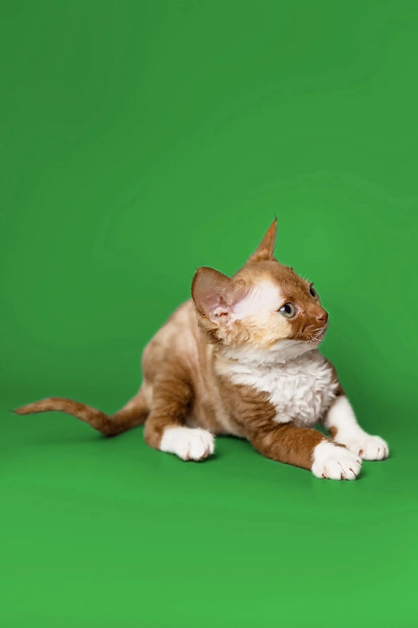 Cute Ginger and white Devon Rex kitten sitting alert against a bright green backdrop