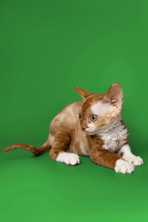 Hairless Devon Rex kitten with light fur patches on a vibrant green surface