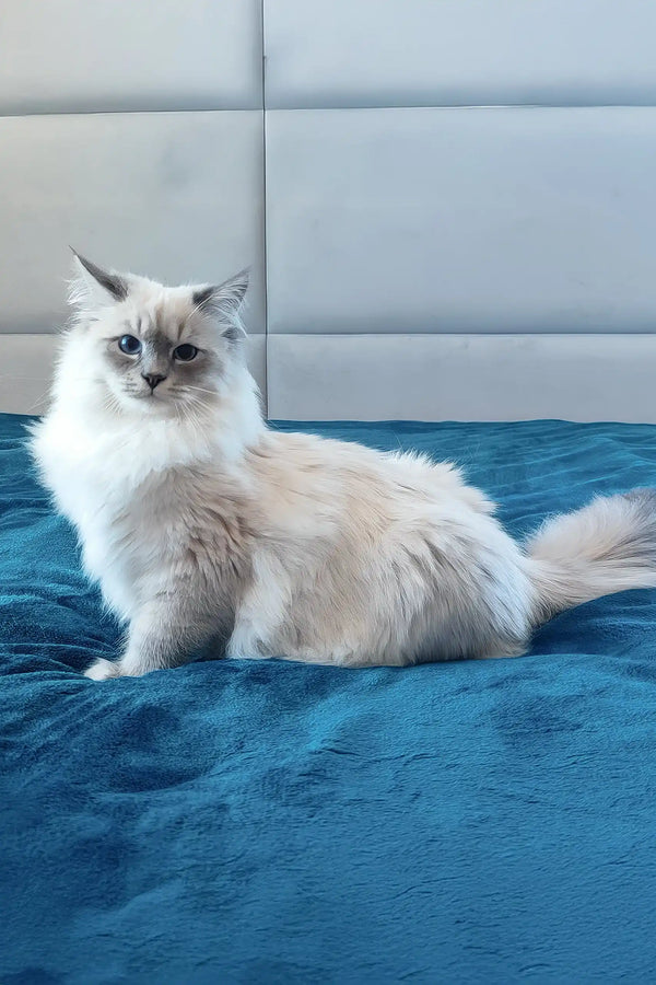 Coco | siberian kitten