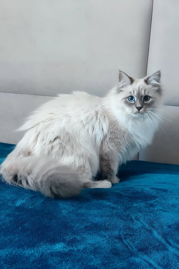 Coco | siberian kitten