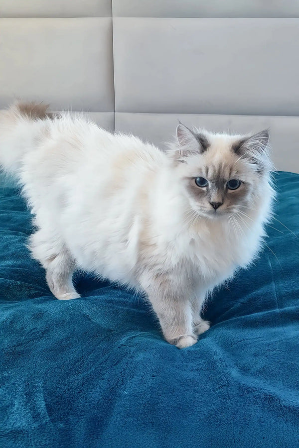 Coco | siberian kitten