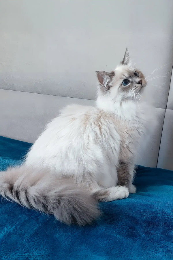 Coco | siberian kitten