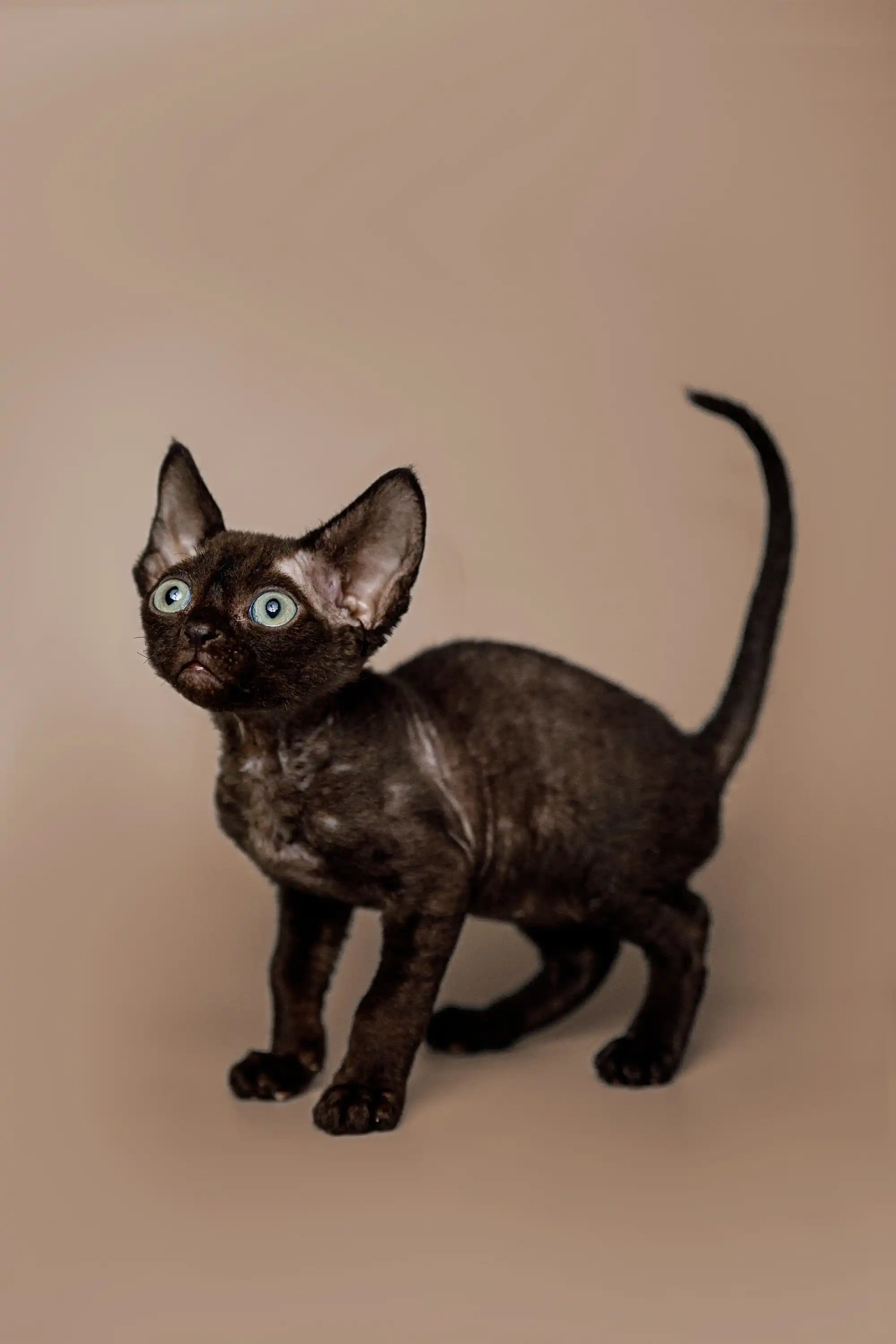 Devon Rex Kittens For Sale | Cat Cody | Kitten