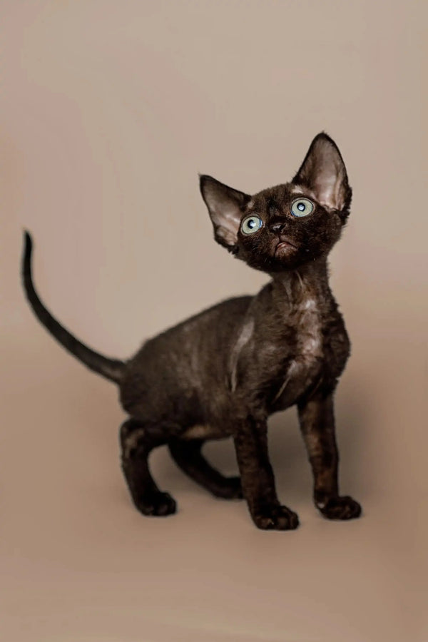 Black hairless Devon Rex kitten with big ears and bright eyes named Cody