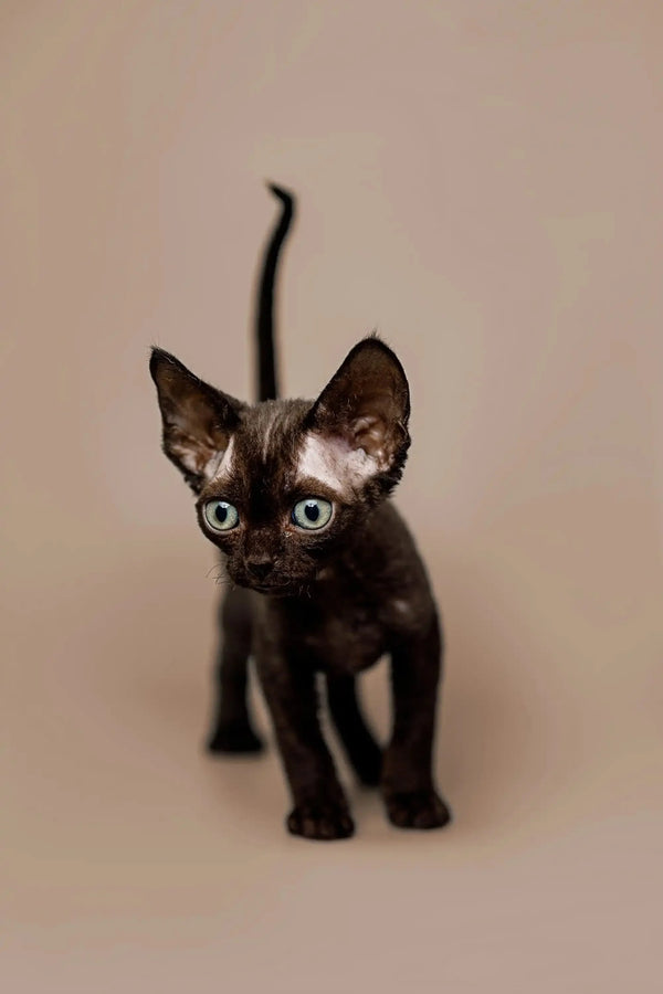 Cute Black Devon Rex kitten with big green eyes and pointy ears. Perfect pet!