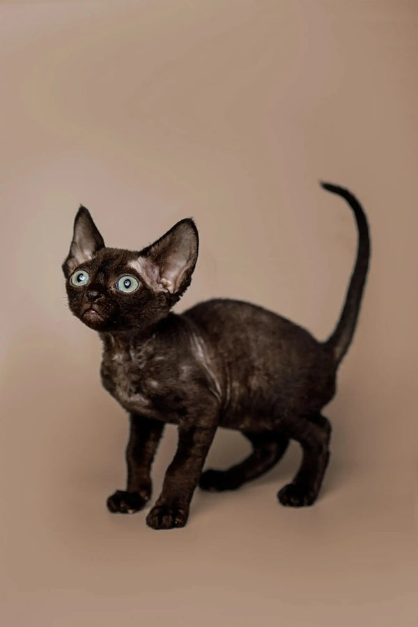 Black Devon Rex kitten with big ears and bright eyes, standing alert and adorable