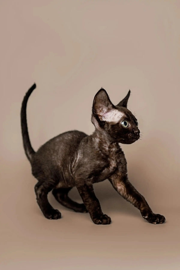 Playful Black Devon Rex Kitten with big ears ready for fun and cuddles
