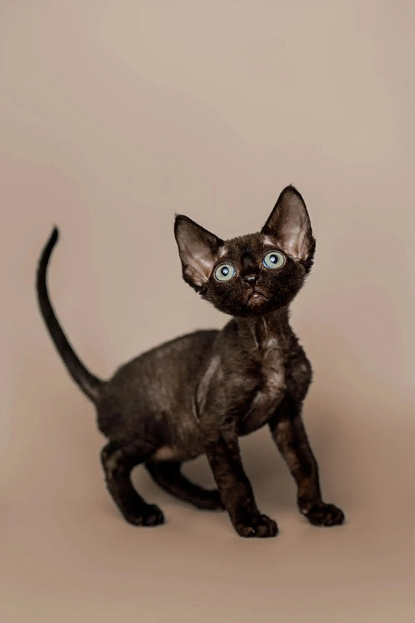 Black Devon Rex kitten with big ears and bright blue eyes, perfect for your home
