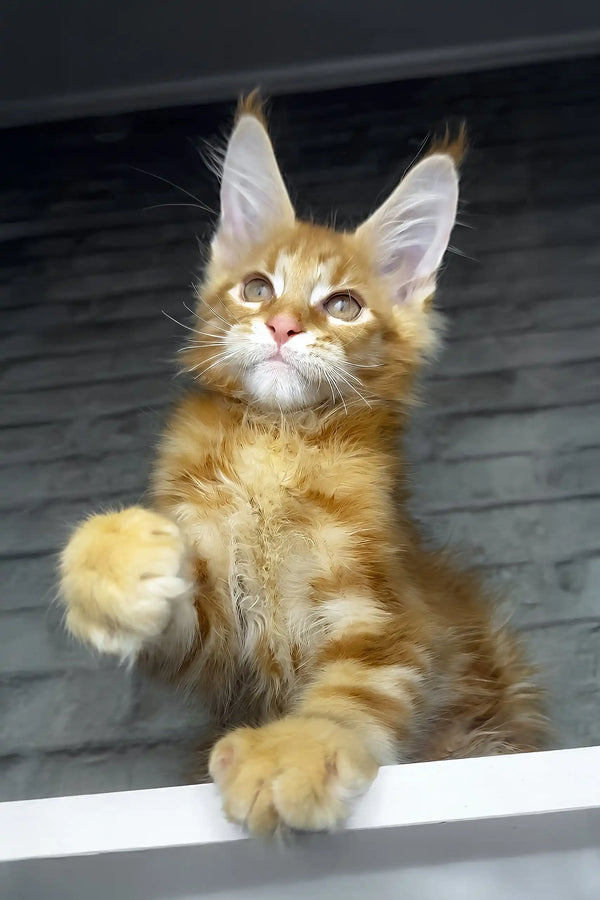 Cody | maine coon kitten