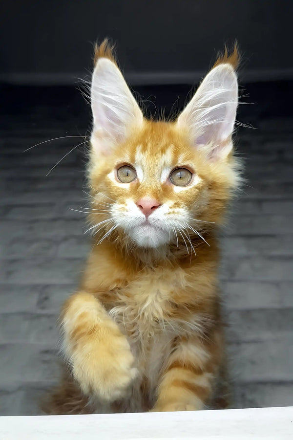 Cody | maine coon kitten
