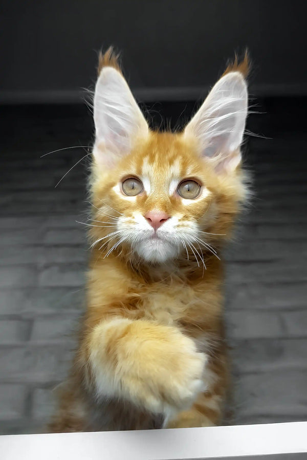 Cody | maine coon kitten