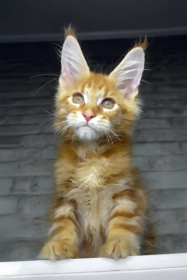Cody | maine coon kitten