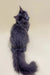 Gray Maine Coon kitten with long hair and pointed ears gazing to the side