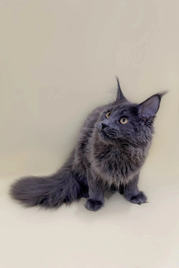 Gray Maine Coon kitten with alert expression and pointed ears, ready to play