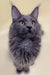 Gray Long-Haired Maine Coon Kitten with Alert Eyes and Pointed Ears