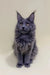 Gray Maine Coon kitten Colby with ear tufts and fluffy coat, perfect for cat lovers