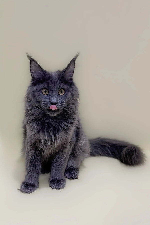 Gray Maine Coon kitten named Colby with a pink tongue peeking out adorably