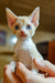 Adorable blue-eyed Devon Rex kitten named Colin ready for new adventures!