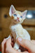 Cute Blue-eyed Devon Rex kitten named Colin ready to steal your heart