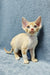 Curly-haired Devon Rex kitten named Colin, adorable and playful, perfect pet companion