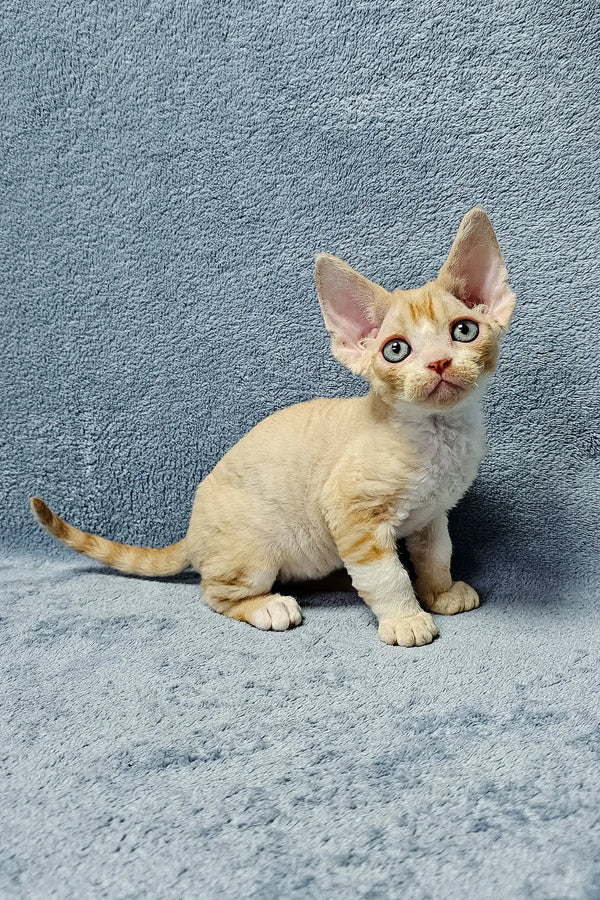 Curly-haired orange Devon Rex kitten named Colin looking super cute and playful