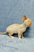 Cute Orange Devon Rex Kitten named Colin ready for cuddles and fun adventures