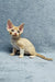 Pale curly-haired Devon Rex kitten named Colin looking adorable and playful