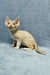 Cute Tan Devon Rex kitten named Colin, perfect for your new furry friend