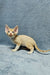 Tan Devon Rex kitten named Colin, perfect for pet lovers seeking a unique companion