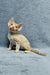 Tan Devon Rex kitten named Colin looking adorable and playful in a cozy setting