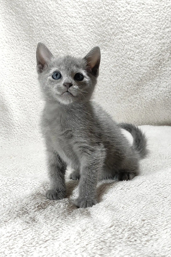 Colin | russian blue kitten
